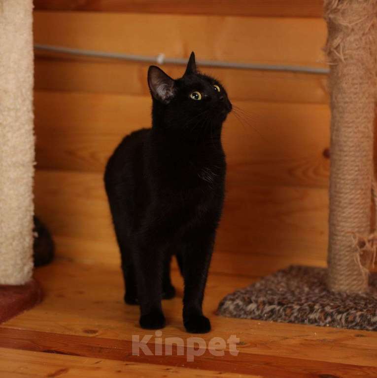 Кошки в Москве: Черная кошечка Ляля мечтает о доме Девочка, Бесплатно - фото 3
