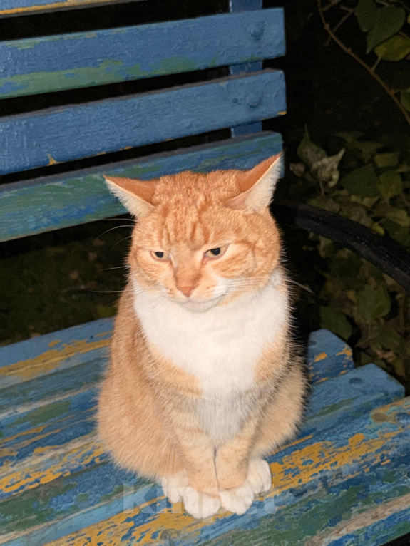 Кошки в Раменском: Рыжий кот ищет хозяев в г. Раменское Мальчик, Бесплатно - фото 1