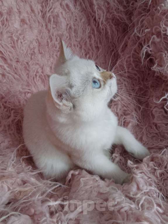 Кошки в Арзамасе: Шотландская девочка шиншилла колор поинт  Девочка, 15 000 руб. - фото 6