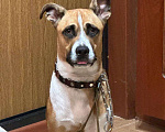 Собаки в Москве: Веселый молодой и послушный Стаффорд  Мальчик, Бесплатно - фото 2