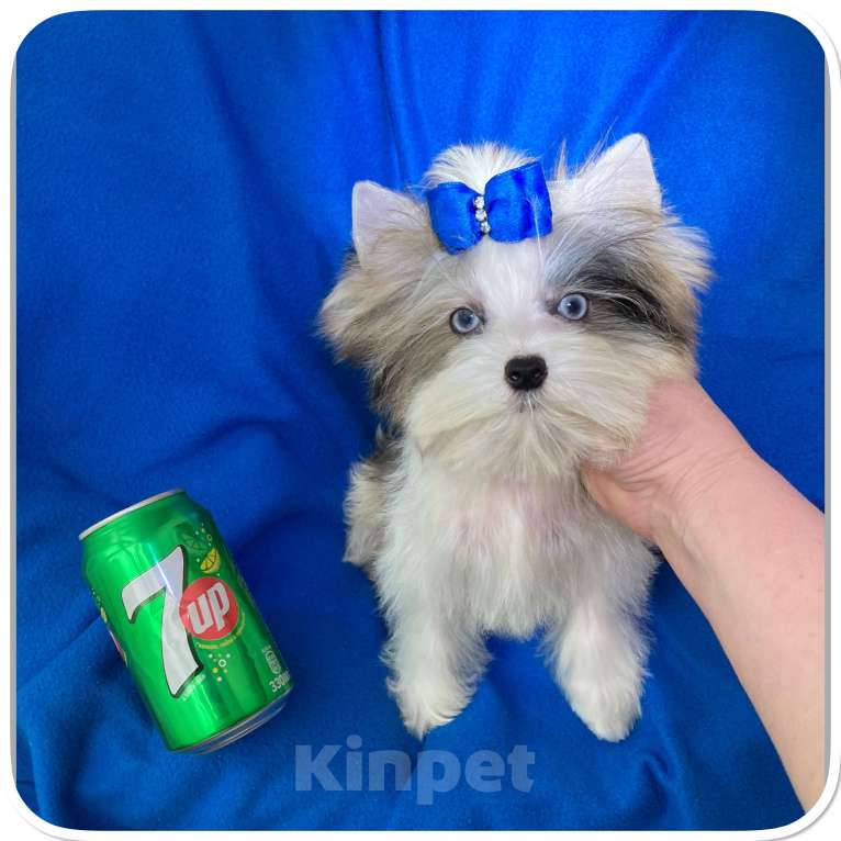 Собаки в Москве: Мраморный голубоглазый йорк мальчик мини Мальчик, 130 000 руб. - фото 8