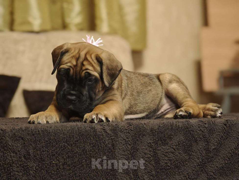 Собаки в Дедовске: Шикарные щенки от породных производителей, проверяных по потомству Девочка, 150 000 руб. - фото 2