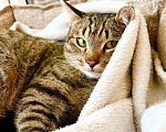 Кошки в Москве: Полосатый котик Плюшкин в добрые руки Мальчик, Бесплатно - фото 4