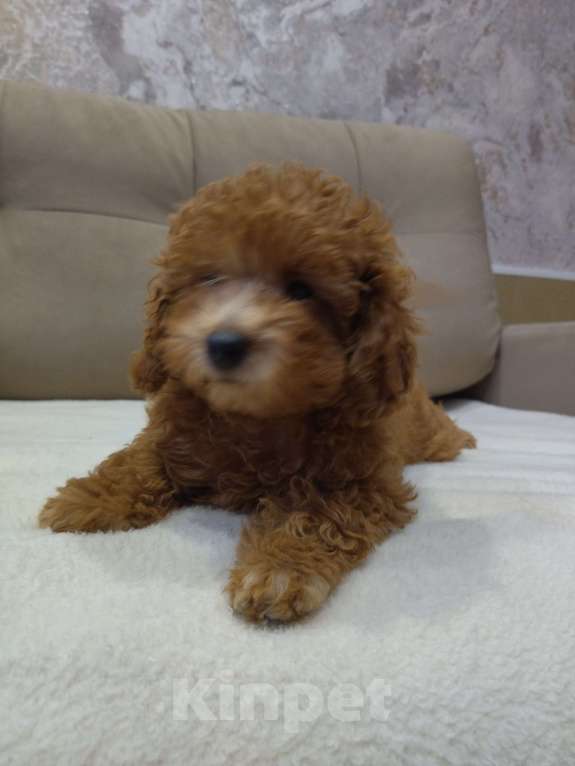 Собаки в Ковровом: Девочка той пудель Девочка, 80 000 руб. - фото 2