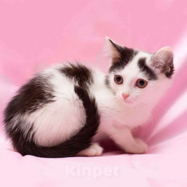 Кошки в Москве: Самый маленький и обаятельный котенок в поисках своей семьи! Мальчик, Бесплатно - фото 2