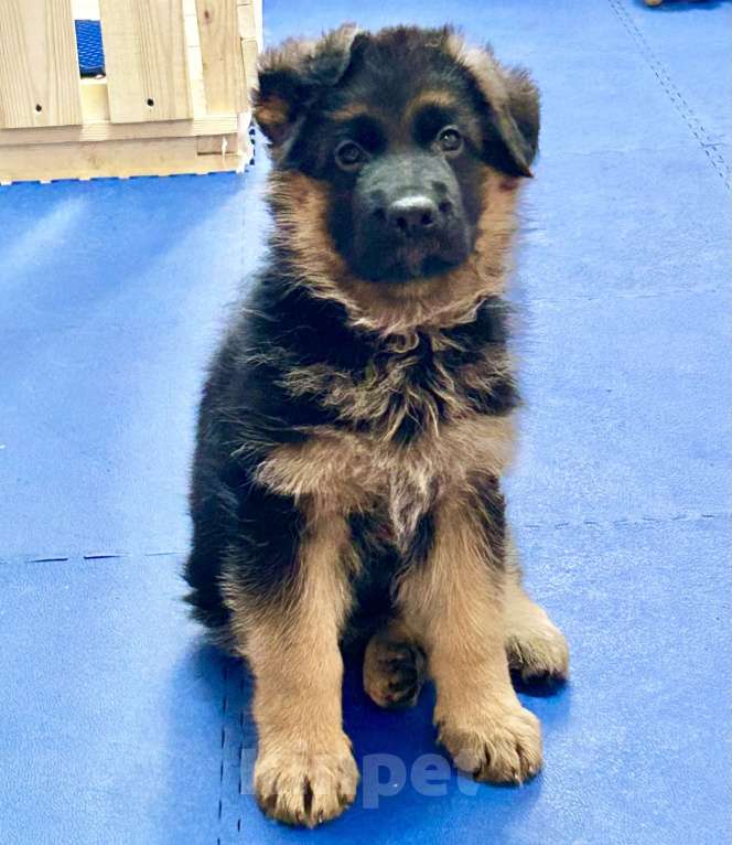 Собаки в Заволжье: Щенки немецкой овчарки с документами Девочка, 50 000 руб. - фото 1