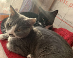 Кошки в других городах Ленинградской области: Дымка Девочка, Бесплатно - фото 5