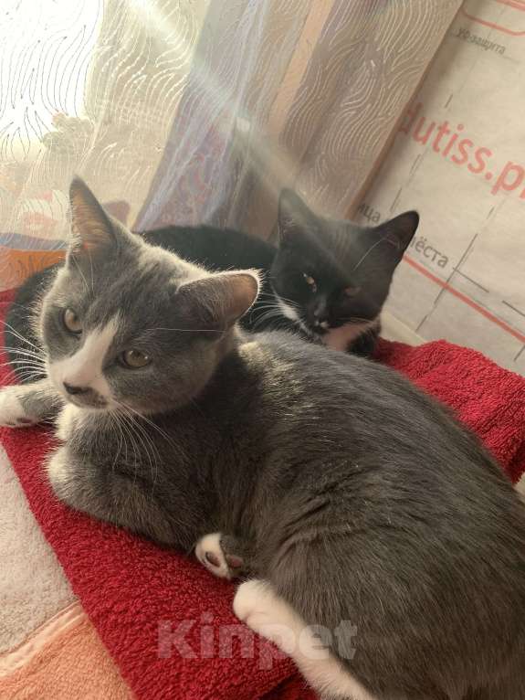 Кошки в других городах Ленинградской области: Дымка Девочка, Бесплатно - фото 5