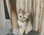 Кошки в Балашихе:  Котята Шотландская золотая шиншилла Мальчик, 10 000 руб. - фото 2