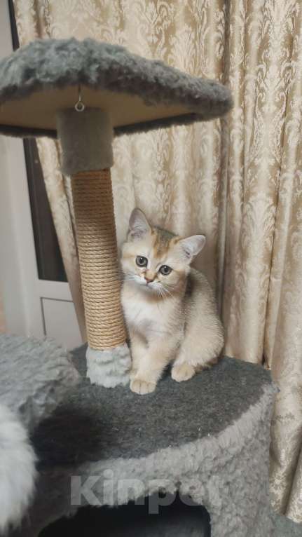 Кошки в Балашихе:  Котята Шотландская золотая шиншилла Мальчик, 9 000 руб. - фото 1