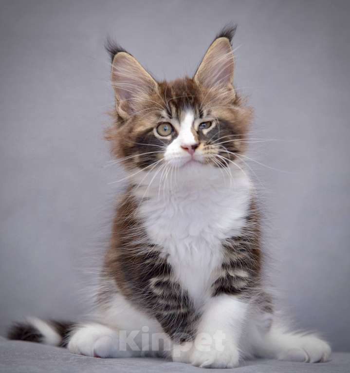 Кошки в Краснодаре: Мейн-кун Мальчик, 80 000 руб. - фото 4