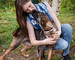 Собаки в Троицке: В добрые руки Девочка, Бесплатно - фото 2
