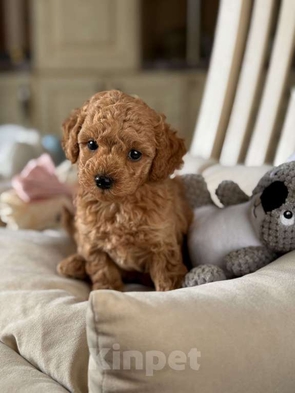 Собаки в Москве: Той пудель Китай РКФ Юника  Девочка, 170 000 руб. - фото 1