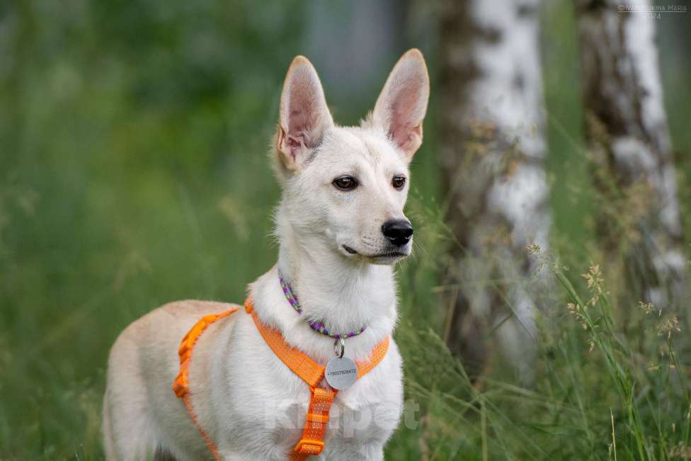 Собаки в Наро-Фоминске: Коротколапик Тео Мальчик, Бесплатно - фото 4