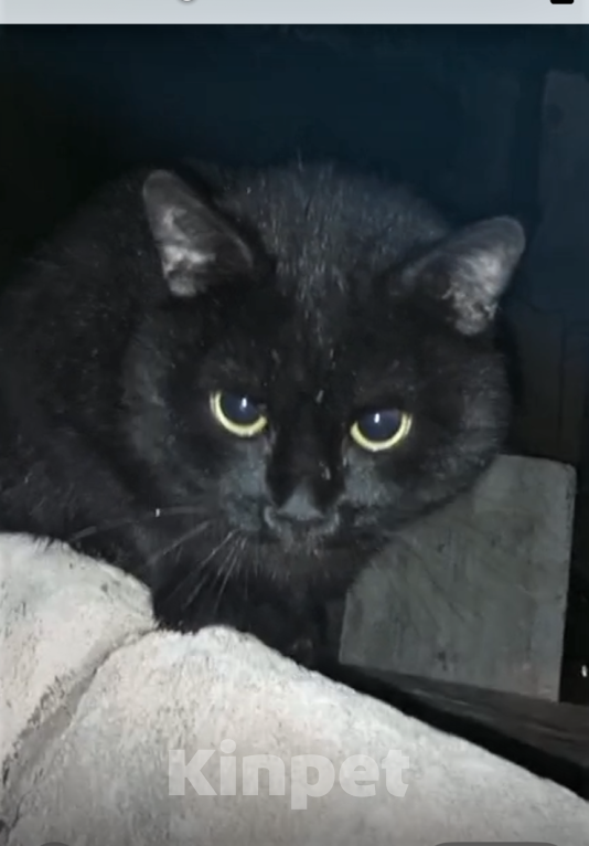 Кошки в Ногинске: Шикарный кот хорошей хозяйке Мальчик, Бесплатно - фото 1