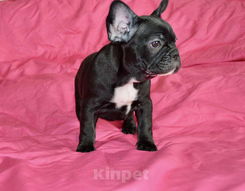 Собаки в Самаре: Щенок французского бульдога  Девочка, 35 000 руб. - фото 3