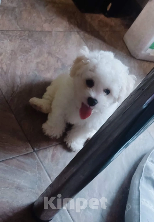 Собаки в Москве: Мальчик бишон фризе Мальчик, 70 000 руб. - фото 3