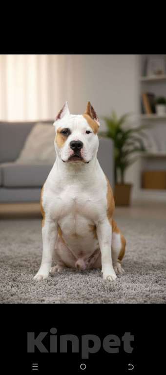 Собаки в Воронеже: Вязка Мальчик, Бесплатно - фото 3