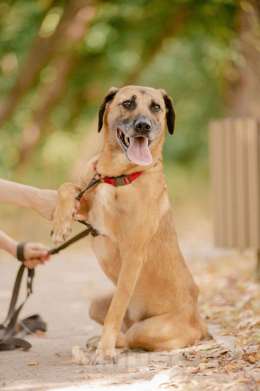 Собаки в Москве: Собаке Алане из приюта нужен дом Девочка, Бесплатно - фото 5