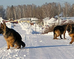 Собаки в других городах Красноярского края: щенки немецкой овчарки длинники Девочка, 45 000 руб. - фото 5