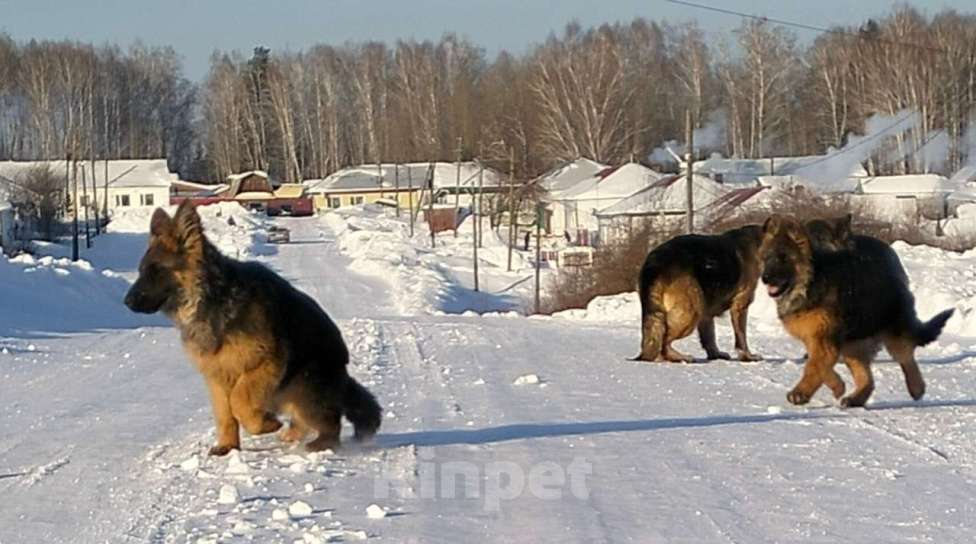 Собаки в других городах Красноярского края: щенки немецкой овчарки длинники Девочка, 45 000 руб. - фото 5