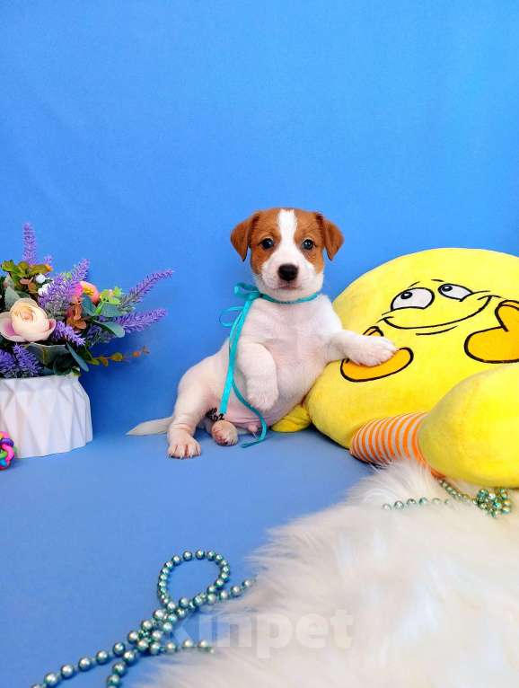 Собаки в Тюмени: Щенки Джек Рассел терьер мальчики и девочки Мальчик, 35 000 руб. - фото 6