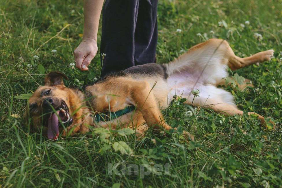 Собаки в Москве: Мия Девочка, Бесплатно - фото 7