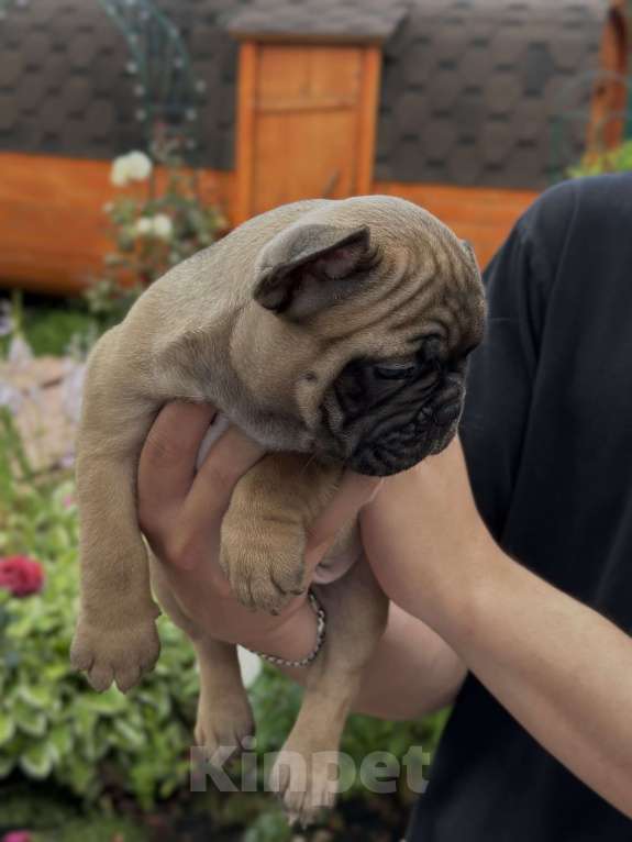Собаки в Пензе: Французский бульдог щенок мальчик Мальчик, 30 000 руб. - фото 5
