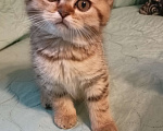 Кошки в Санкт-Петербурге: Шотландский прямоухим котик, 2 мес.  Мальчик, 25 000 руб. - фото 2