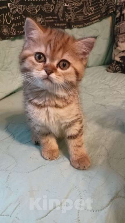 Кошки в Санкт-Петербурге: Шотландский прямоухим котик, 2 мес.  Мальчик, 25 000 руб. - фото 2