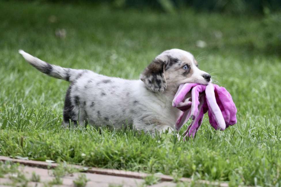 Собаки в Москве: Вельш корги кардиган Мальчик, Бесплатно - фото 8