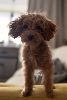 Мальтипу f1 девочка с документами