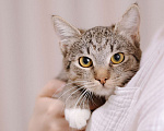 Кошки в Москве: Котенок в добрые руки Девочка, Бесплатно - фото 2
