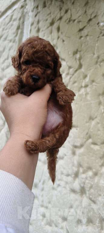 Собаки в Красноярске: Щенок той пудель Мальчик, 60 000 руб. - фото 3