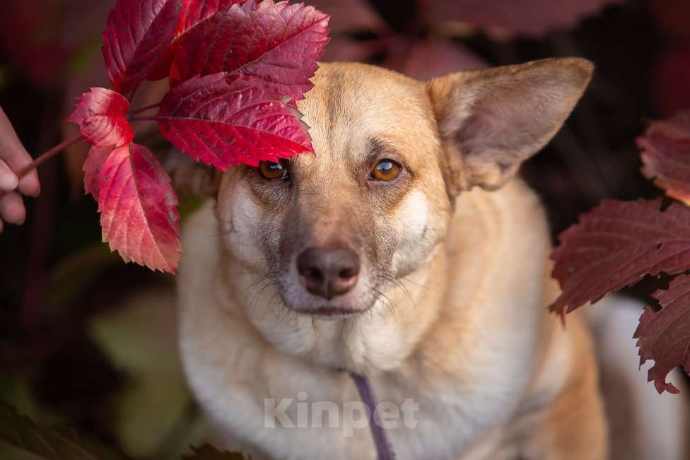 Собаки в Москве: Домашняя собака в поисках своей семьи Девочка, Бесплатно - фото 10