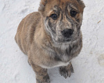 Собаки в Новосибирске: Щенок алабая (среднеазиатской овчарки) Девочка, Бесплатно - фото 3
