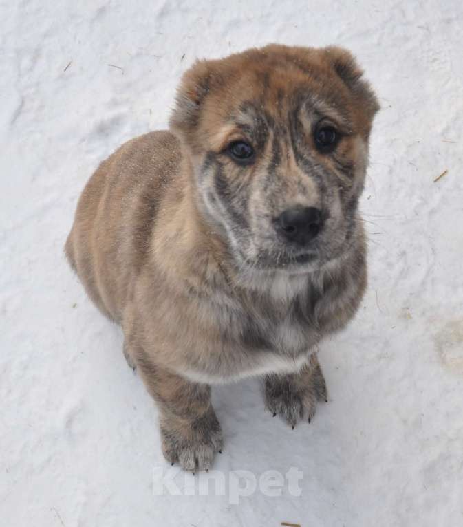 Собаки в Новосибирске: Щенок алабая (среднеазиатской овчарки) Девочка, Бесплатно - фото 3