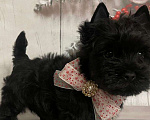 Собаки в Москве: Щенок черного йорка Мальчик, 66 000 руб. - фото 1