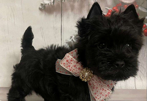 Щенок черного йорка