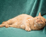 Кошки в Москве: Рыжий мини котик Марсик. Игривый и ласковый  Мальчик, Бесплатно - фото 7