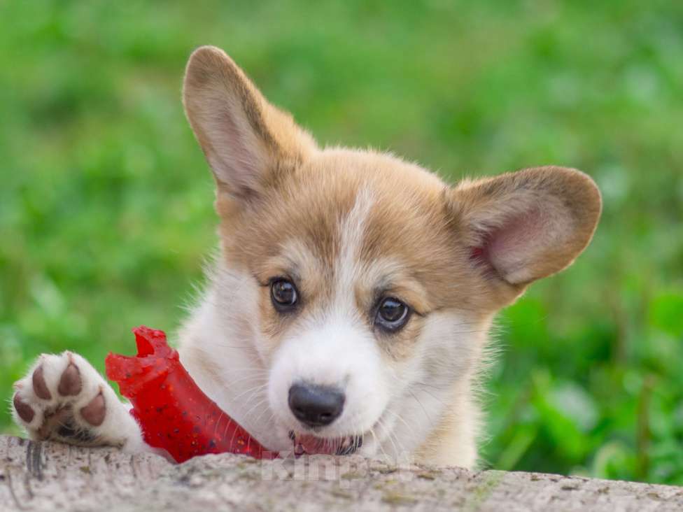 Собаки в Новосибирске: Щенок вельш корги пемброк Мальчик, Бесплатно - фото 3
