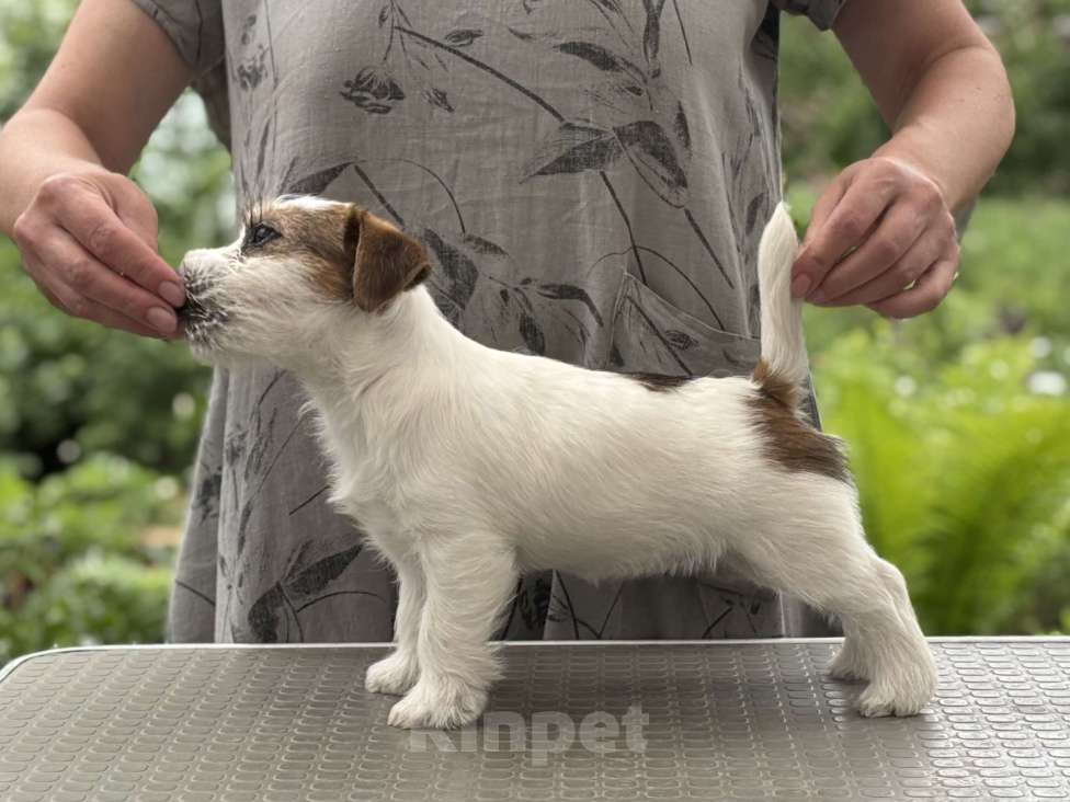 Собаки в других городах Самарской области: Щенки джек рассела г. Самара Девочка, 80 000 руб. - фото 2