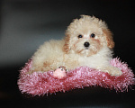 Собаки в Москве: Мальтипу мини  Девочка, Бесплатно - фото 2