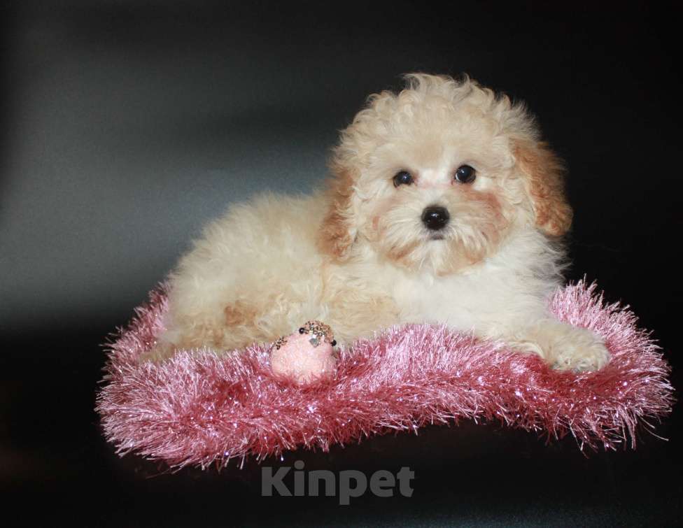 Собаки в Москве: Мальтипу мини  Девочка, Бесплатно - фото 2