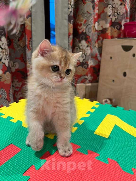 Кошки в Санкт-Петербурге: Золотые шиншиллы Шотландские котята к 8 марта Девочка, 35 000 руб. - фото 2