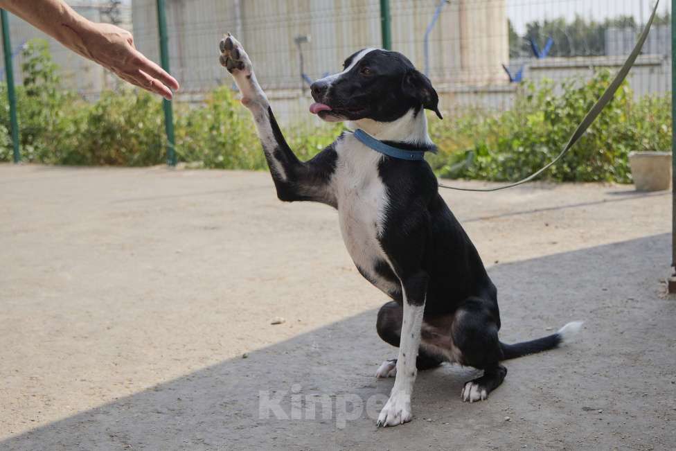Собаки в Москве: Два в одном - и котик, и собака - это Игги) Мальчик, Бесплатно - фото 5