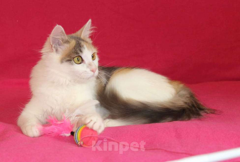 Кошки в Москве: Пушистый трехцветный котёнок Мила в добрые руки Девочка, 1 руб. - фото 9