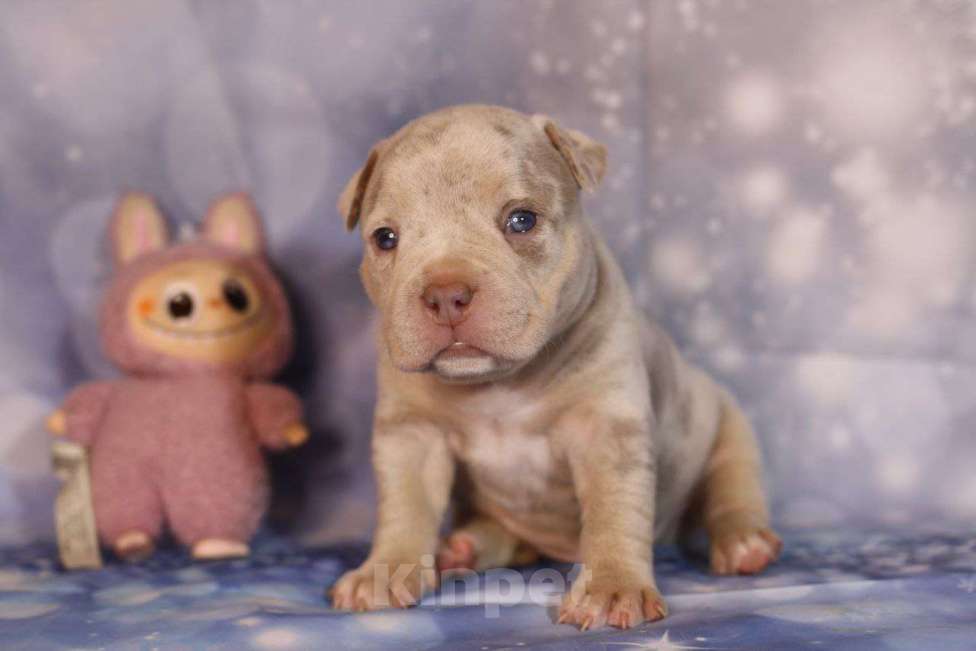 Собаки в Всеволожске: ММ ДРИАДА МЕРЛЕ Девочка, Бесплатно - фото 2