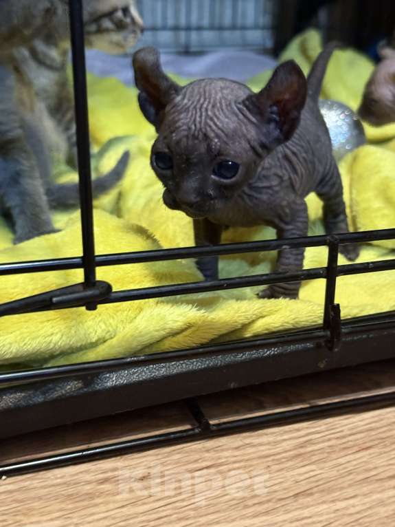 Кошки в других городах Волгоградской области: Это не просто кот, а настоящее волшебное существо — котенок породы эльф Мальчик, 50 000 руб. - фото 3