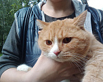 Кошки в Кемерово: Рыжий кот  Мальчик, Бесплатно - фото 2